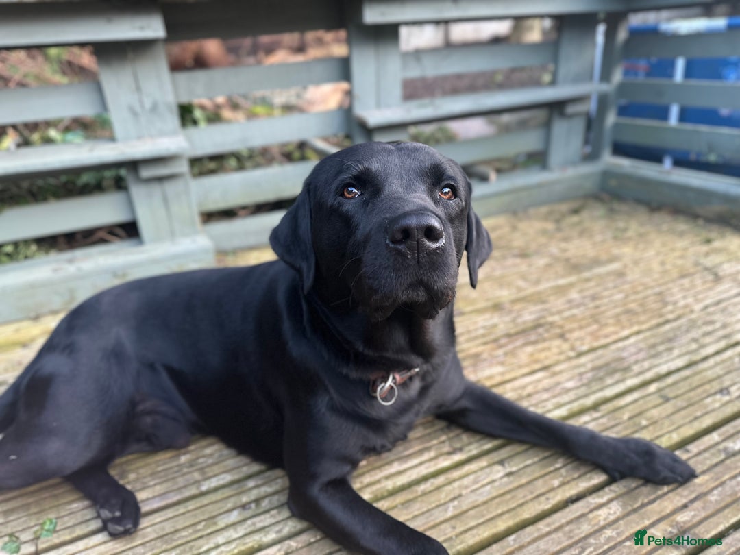 Labrador Retriever dogs for sale: 7yo Male Labrador KC Registered - Image 14