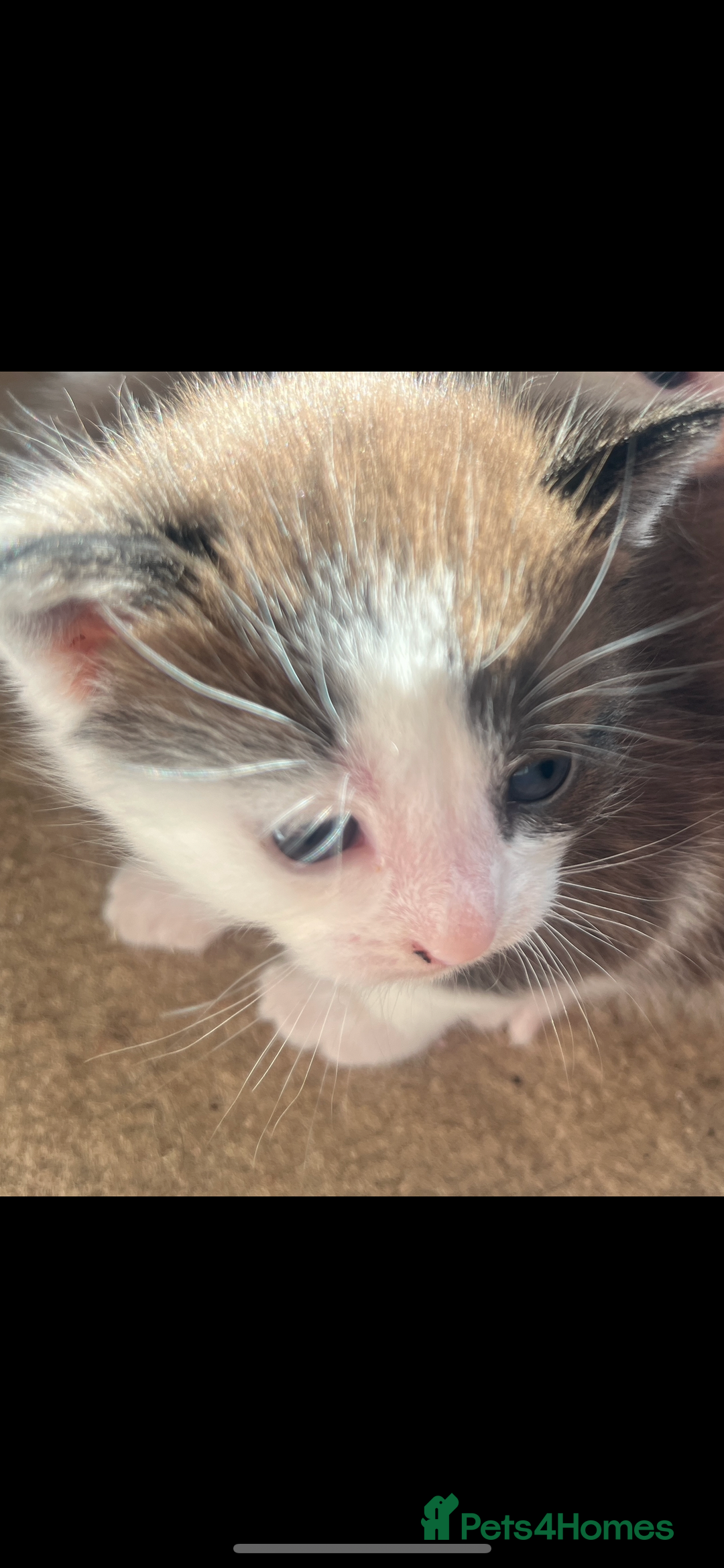 British Shorthair cats for sale: British shorthair x kittens - Image 11