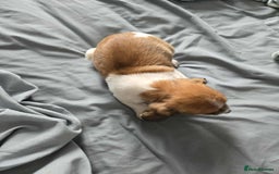 Dachshund dogs for sale: 5 dachshund x cavachon pups for sale  - Image 8