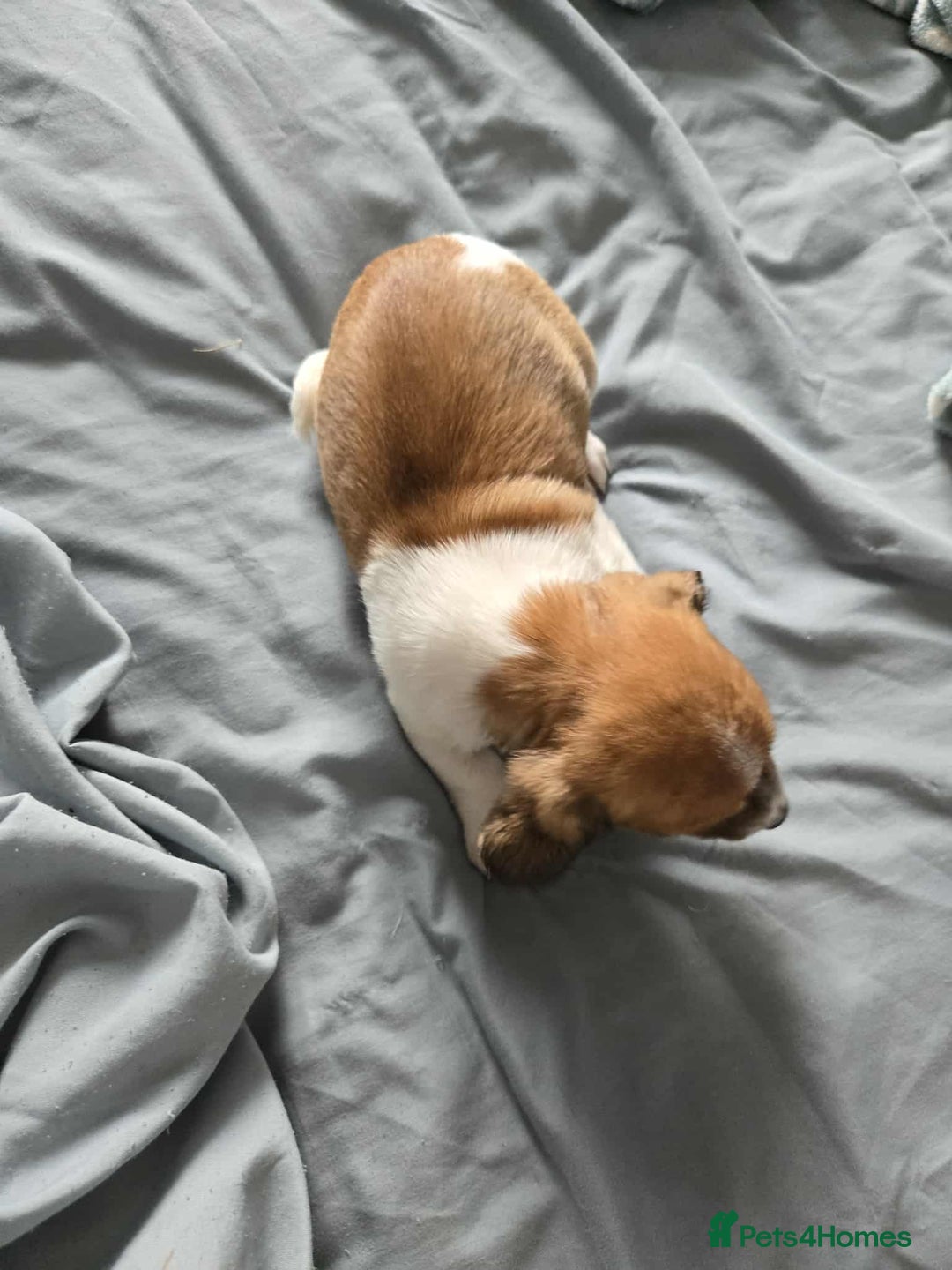 Dachshund dogs for sale: 5 dachshund x cavachon pups for sale  - Image 8