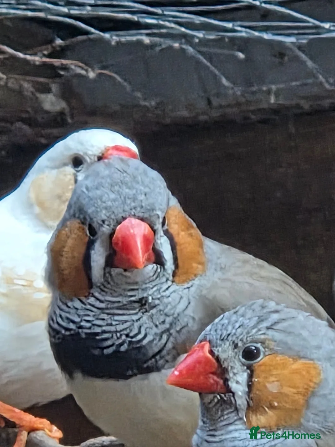 Finches birds for sale: Zebra finch  in Bristol - Advert 2