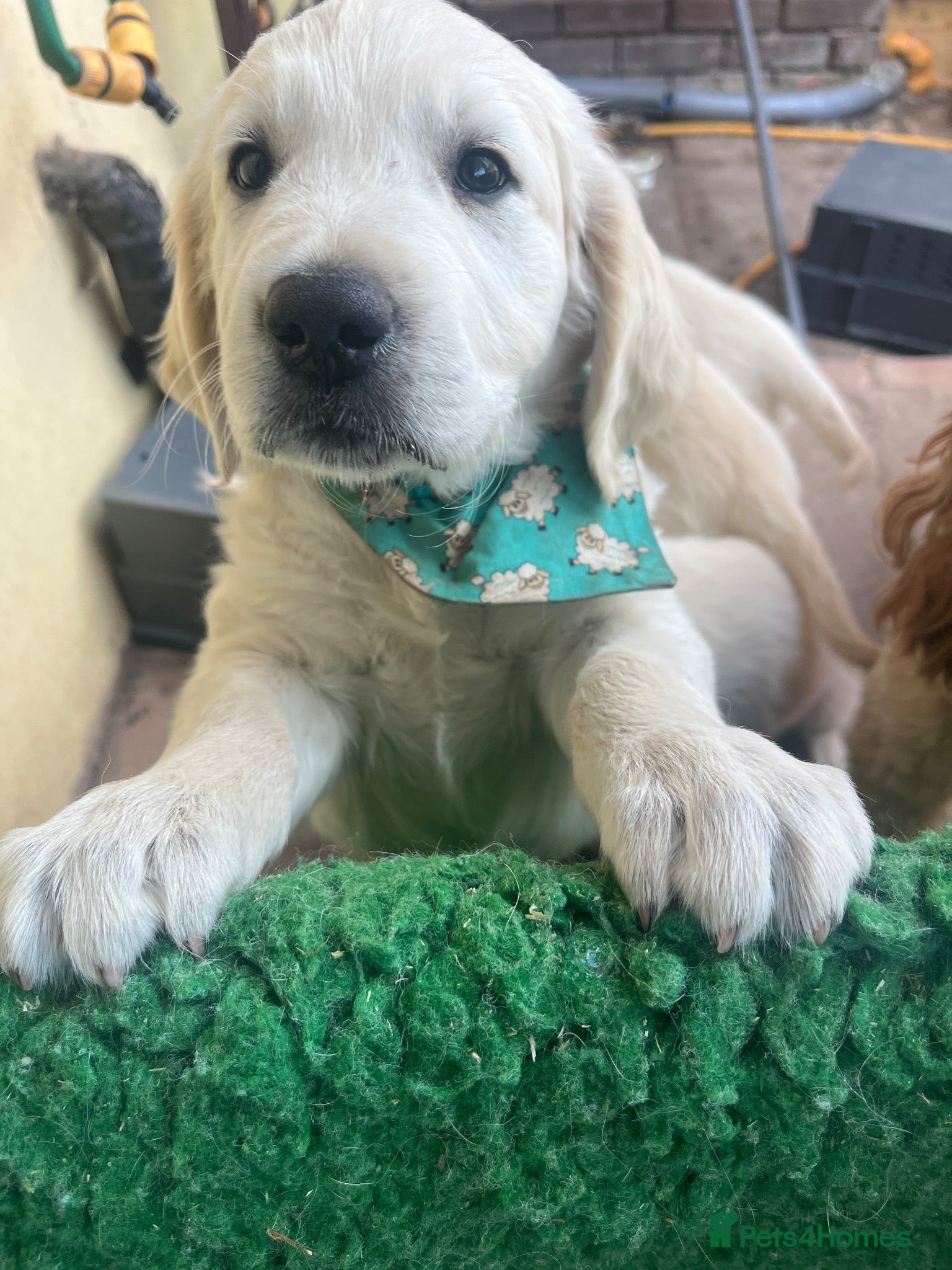 Golden Retriever dogs Thieves! They will steal your ❤️ - Advert 2