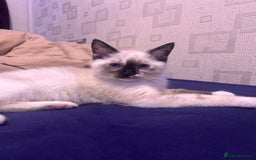 Ragdoll cats for sale: 2 ragdoll siblings for sale  - Image 3