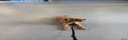Irish Terrier dogs for sale: Beautiful Irish Terrier for sale - 1.5 years old  - Advert 10