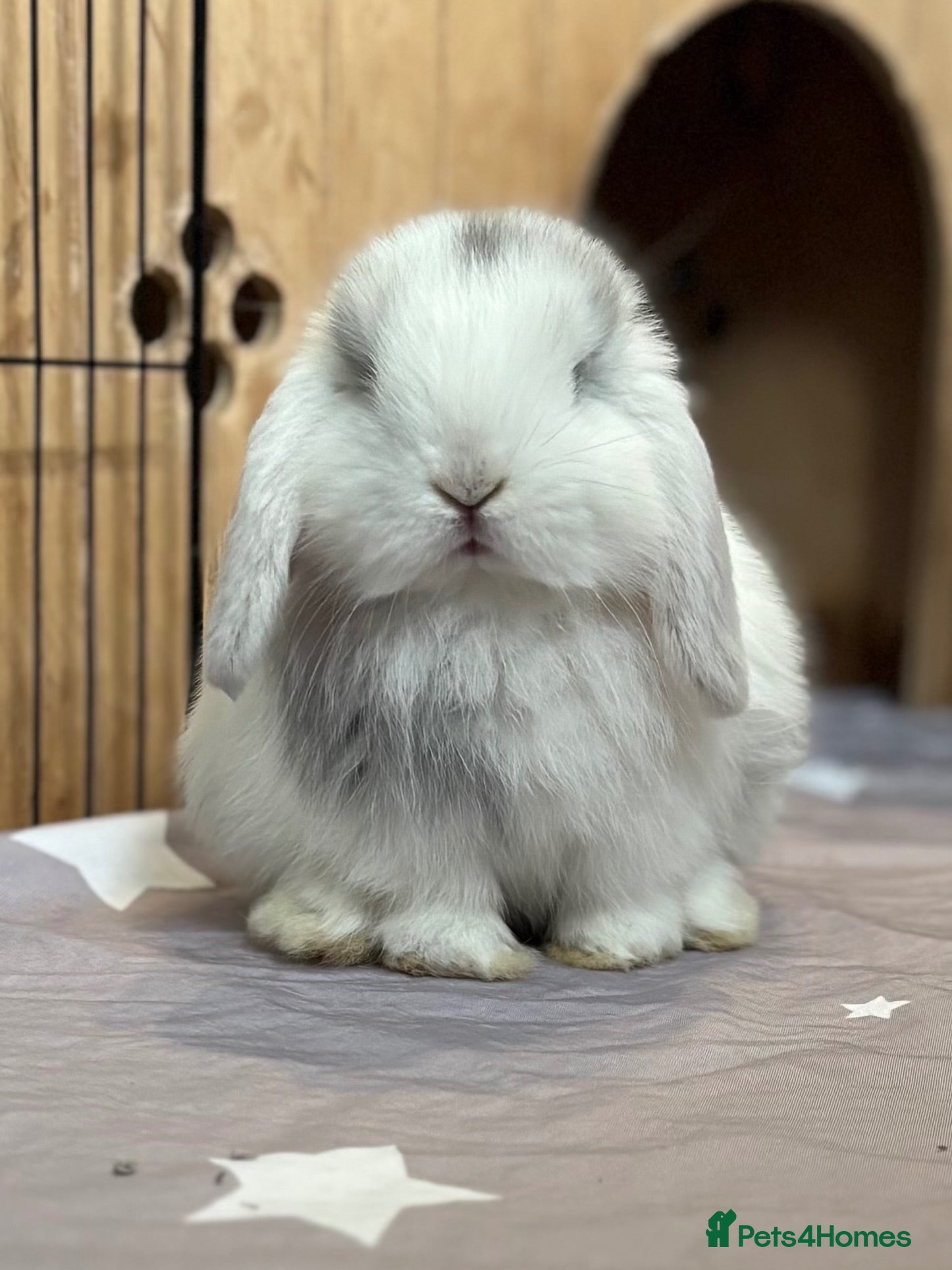 Mini Lop rabbits 3 pure bred mini lops - Advert 2