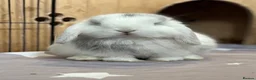 Mini Lop rabbits for sale: 3 pure bred mini lops - Advert 2