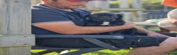 Cane Corso dogs for sale: Absolutely stunning Cane Corso’s  - Advert 6