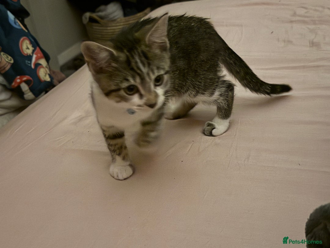 Domestic Shorthair cats for sale: Neo & Luca - Two Male Kittens 11 weeks old(Bonded) - Image 4