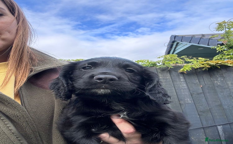Cocker Spaniel dogs - Advert 5
