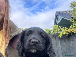 Cocker Spaniel dogs - Advert 3