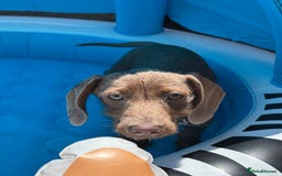 Miniature Dachshund dogs for sale: Miniature daschund  - Image 1