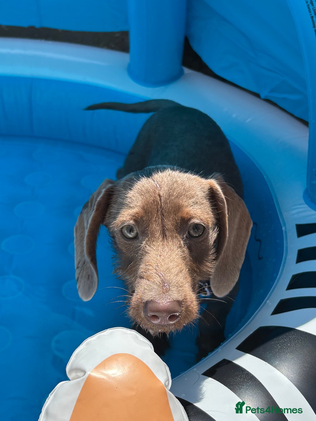 Miniature Dachshund dogs for sale: Miniature daschund  - Image 1