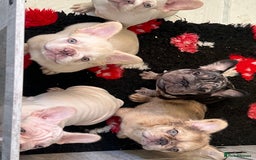French Bulldog dogs for sale: Velvet and Fluffy french bulldogs  - Image 12
