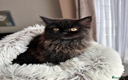 Persian cats for sale: ❤️2 affectionate Persian/Siberian mix babies❤️ - Image 2