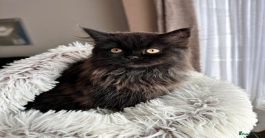 Persian cats - Advert 2