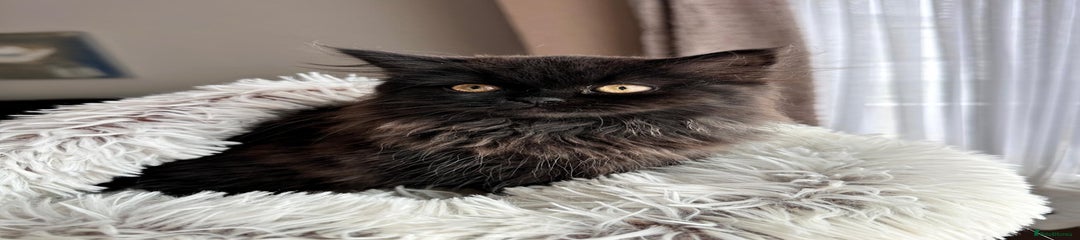 Persian Kitten 1 GIRL