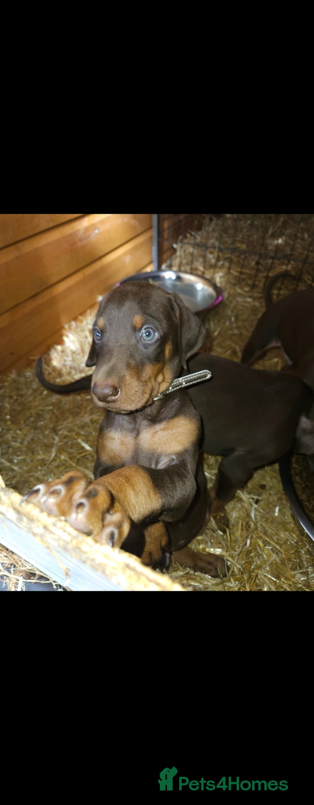 Dobermann dogs for sale: Elite Class World Champion Pedigree Pups KC'D - Image 14