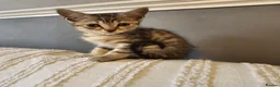 Mixed Breed cats for sale: Maincoon cross kittens ( For sale ) - Advert 8