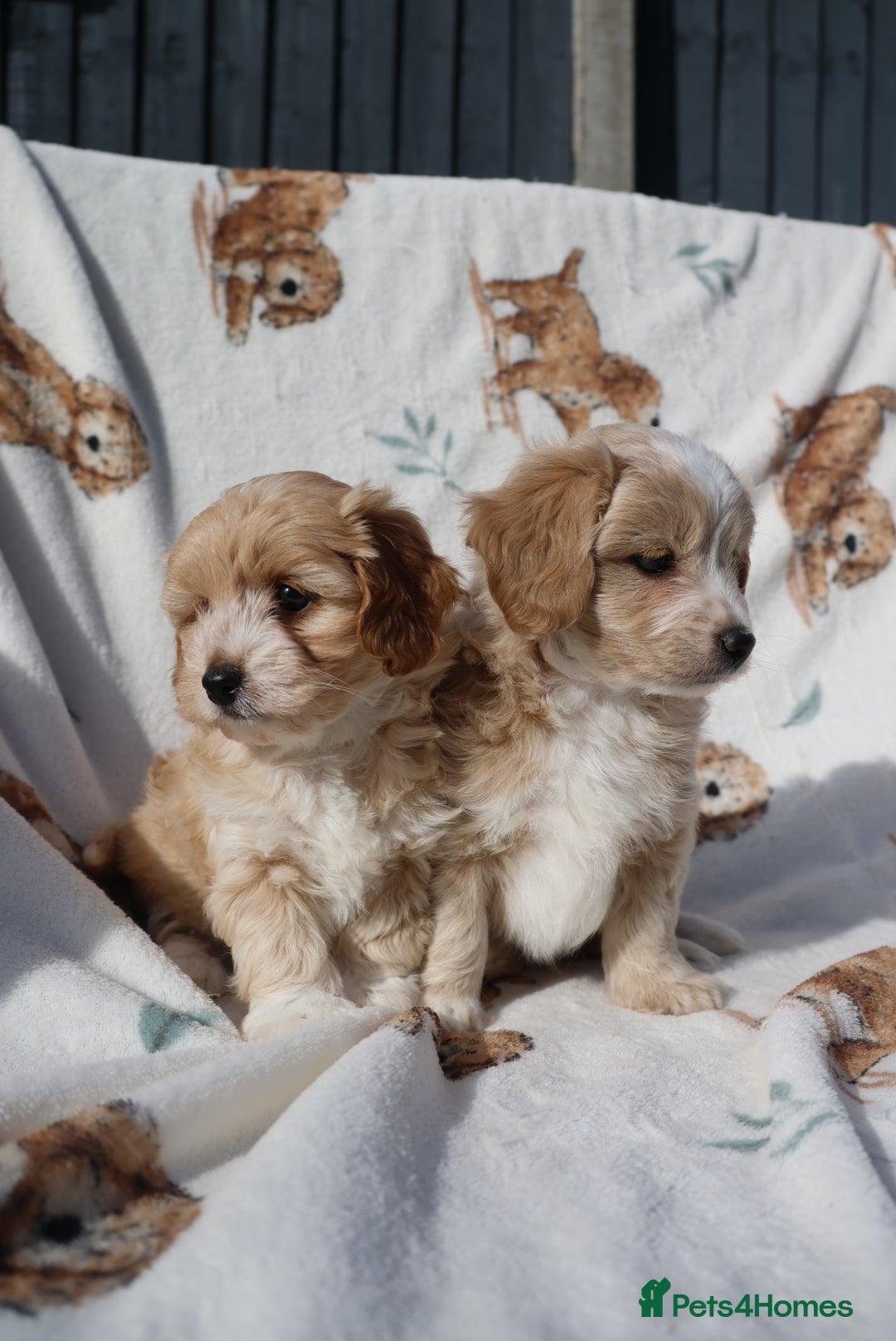 Maltipoo dogs for sale: Beautiful Maltipoo Babies - Image 18