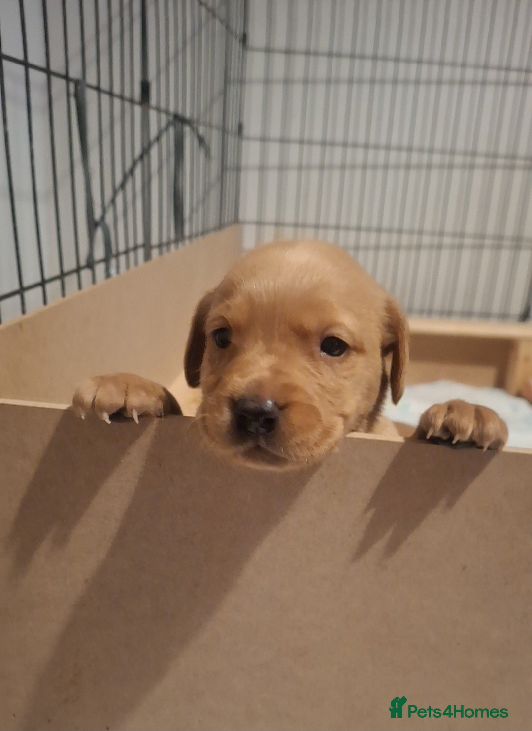 Labrador Retriever dogs Beautiful fox red and yellow labrador puppies  - Advert 2