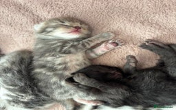 Mixed Breed cats for sale: Kittens  - Image 11