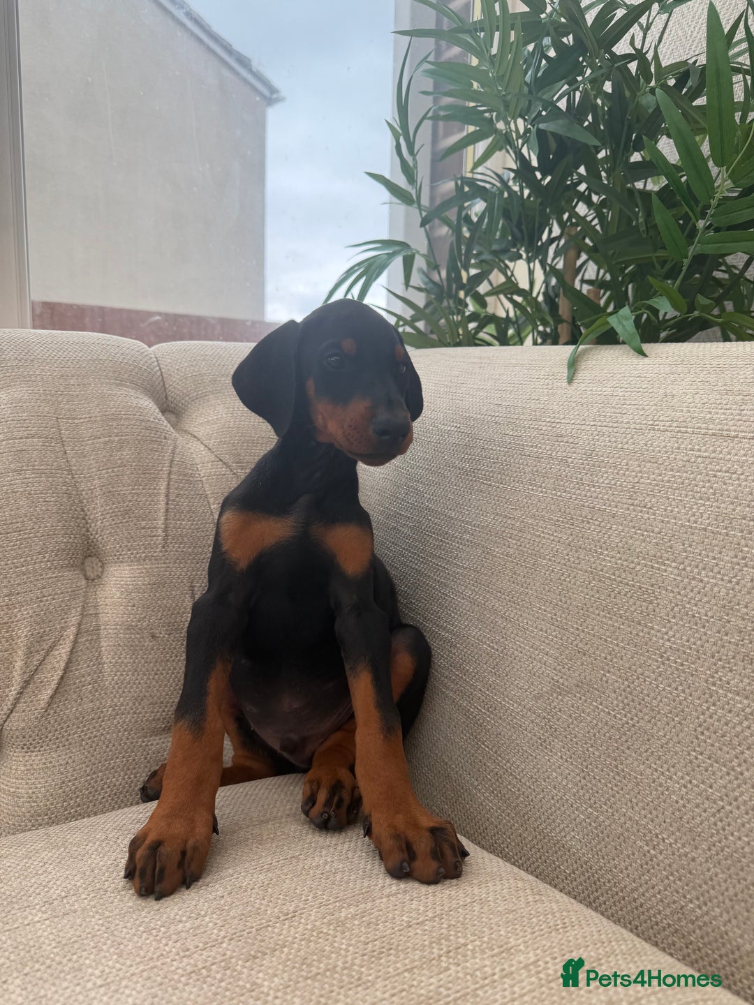Dobermann dogs for sale: Healthy chunky European Doberman puppies - Image 23