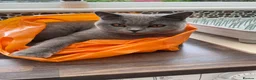 British Shorthair cats for sale: British Shorthair Female 3 yrs old - Advert 7