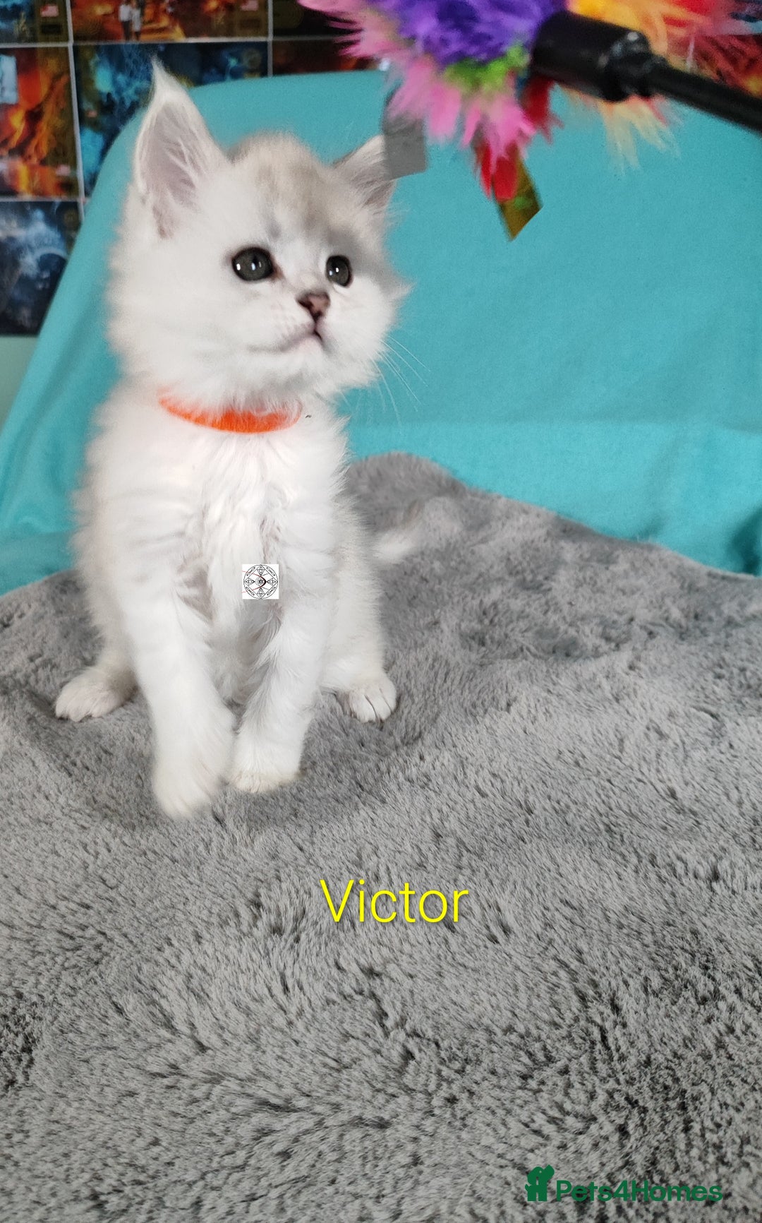 Maine Coon cats for sale: Unique beautiful kittens  - Advert 12