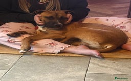 Mixed Breed dogs for sale: Staffy Cross - Image 5