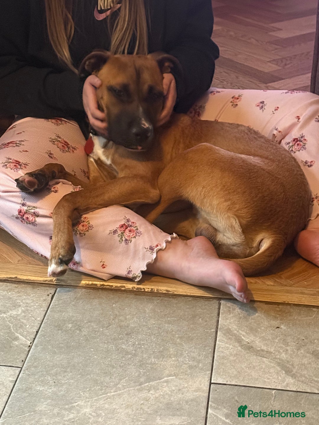 Mixed Breed dogs for sale: Staffy Cross - Image 5