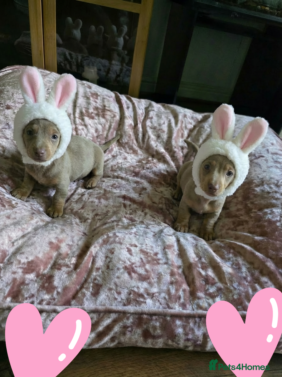 Miniature Dachshund dogs 🤍 Health Tested KC Miniature Dachshund Puppys 🤍 - Advert 15