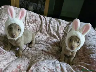 Miniature Dachshund dogs 🤍 Health Tested KC Miniature Dachshund Puppys 🤍 - Advert 15