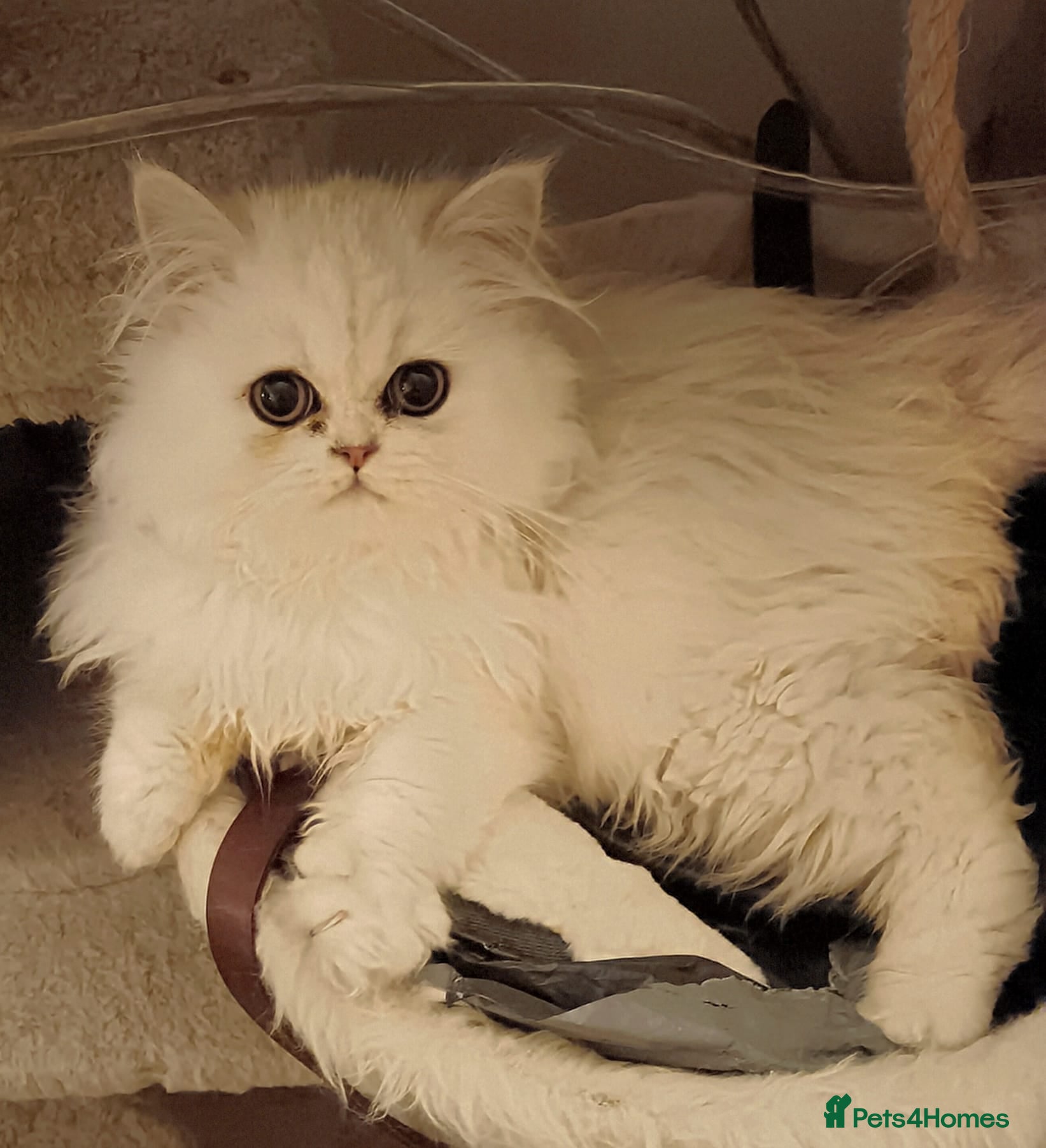 Persian cats 🍁White black tipped Persian kittens ready now - Advert 1