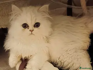 Persian cats 🍁White black tipped Persian kittens ready now - Advert 1