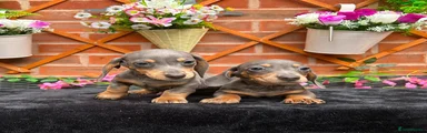 Miniature Dachshund 2