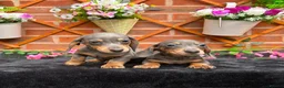 Miniature Dachshund dogs for sale: READY NOW FULLY VAX MINI 4 BOYS KC REG PRA CLEAR - Advert 12