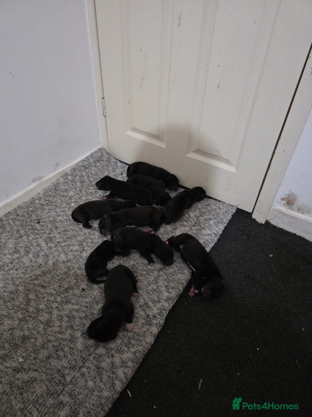 Great Dane dogs for sale: 9 Pure Bred Dane Pups  - Advert 2