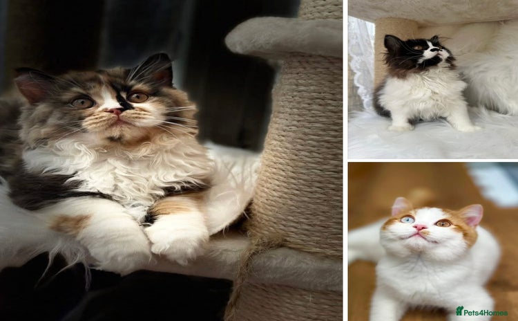 British Longhair cats - Advert 1