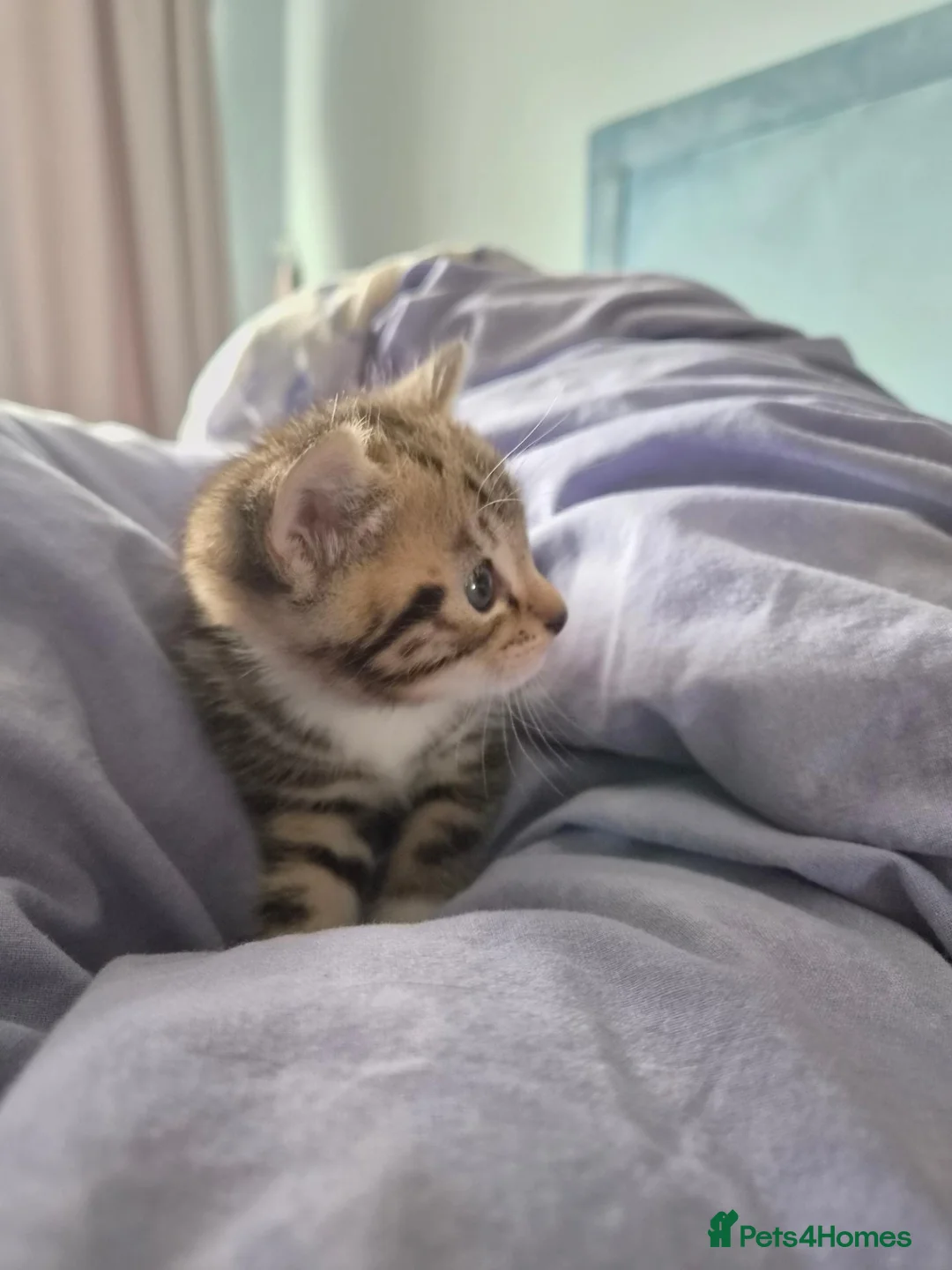 Mixed Breed cats for sale: Beautiful mixed breed kitten - Advert 7