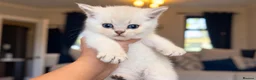 British Longhair cats for sale: Last boy Available- Golden Lilac BHS Ready Now !  - Advert 18