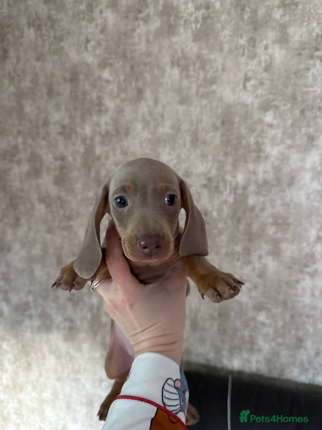 Miniature Dachshund dogs for sale: Miniature dachshund pups - Advert 6