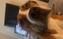 Mixed Breed dogs for sale: Hunter (Staffy X)  - Image 4