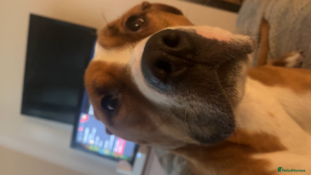 Mixed Breed dogs for sale: Hunter (Staffy X)  - Image 4