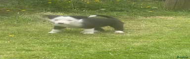 Border Collie Puppy 2