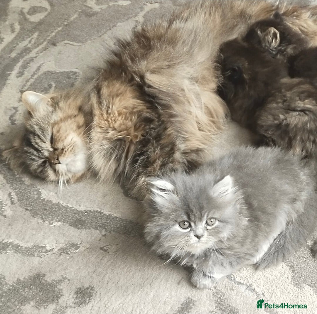 Persian cats for sale: Persian kittens - Image 7