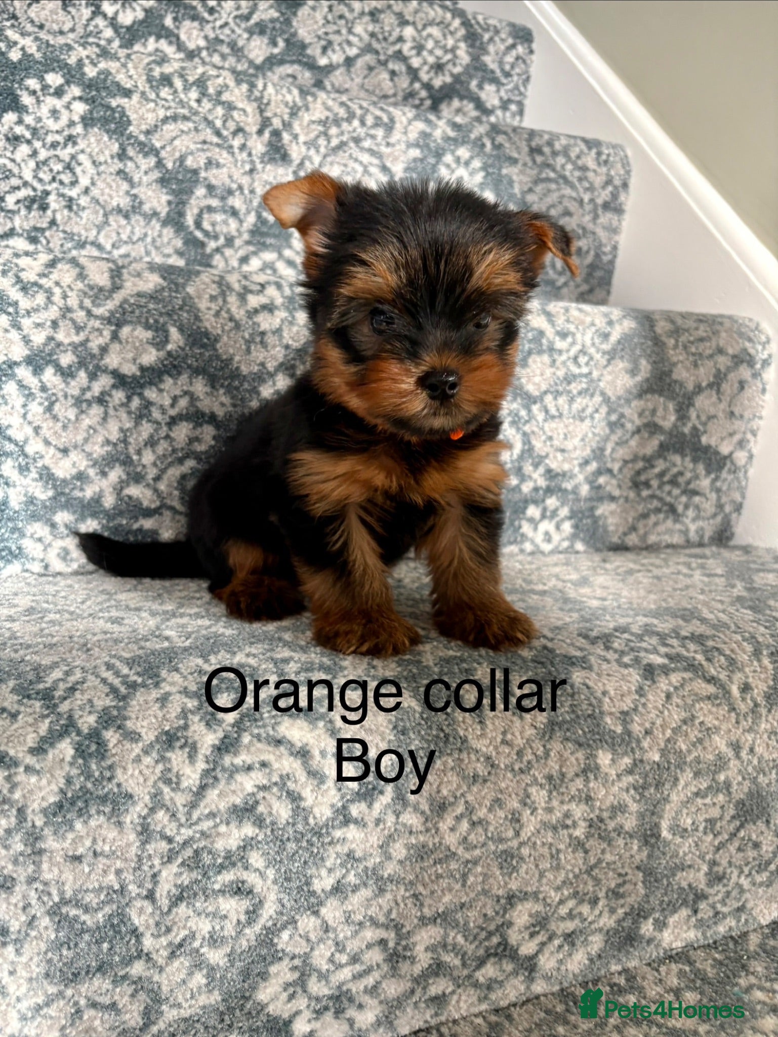 Yorkshire Terrier dogs Beautiful Yorkshire terrier puppies  - Advert 5