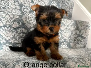 Yorkshire Terrier dogs Beautiful Yorkshire terrier puppies - Advert 5