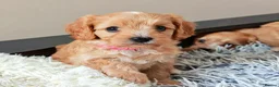 Cavapoo dogs for sale: Home breed cavapoo F1/ health tested parents - Advert 14