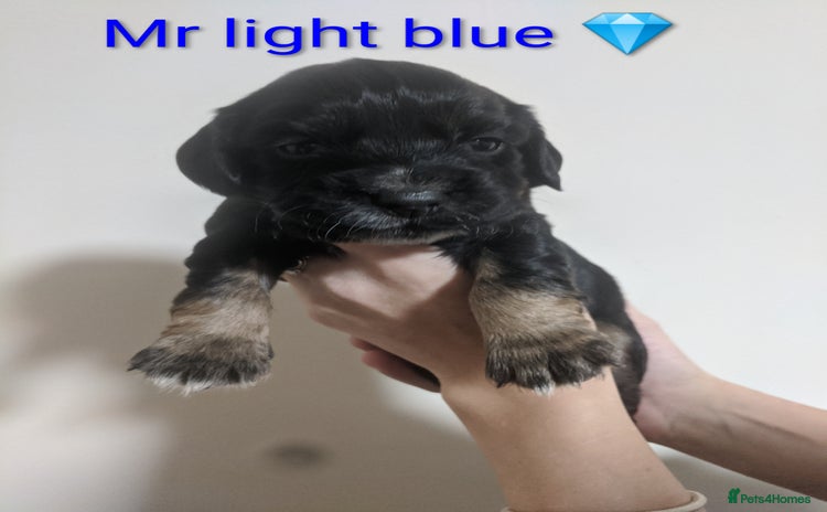 Cocker Spaniel dogs - Advert 6