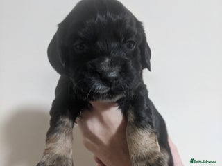 Cocker Spaniel dogs - Advert 1